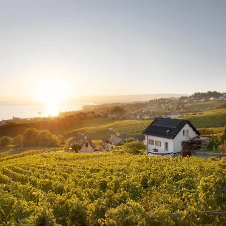 #lavaux *